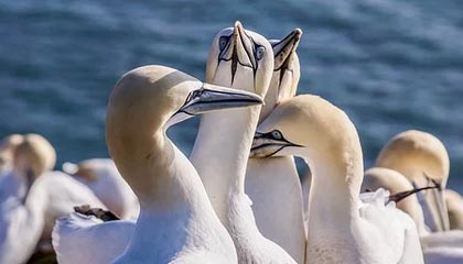 棋牌平台-女篮世界杯“抢票战”在即 中国女篮期待展现新面貌